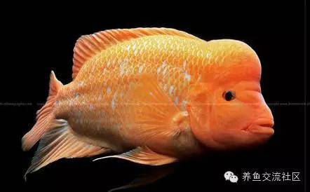 招财热带鱼观赏鱼大全,财神鹦鹉鱼热带观赏鱼