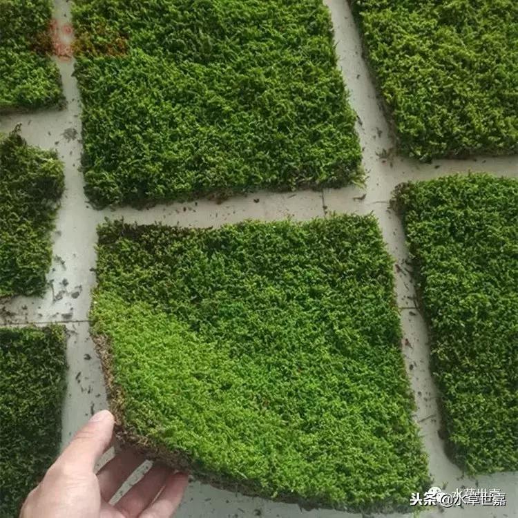 30cm水陆缸适合养什么,水陆缸植物前景中景后景搭配介绍