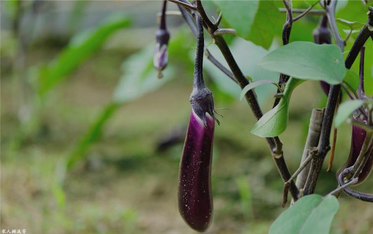 夏季茄子长期储藏的方法,茄子果实腐烂怎么处理