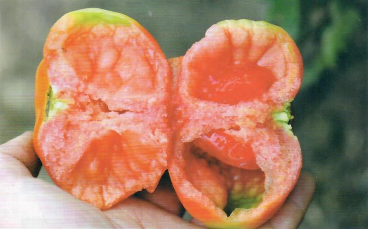 番茄青皮果产生的原因和防治方法,番茄出现空心果如何补救