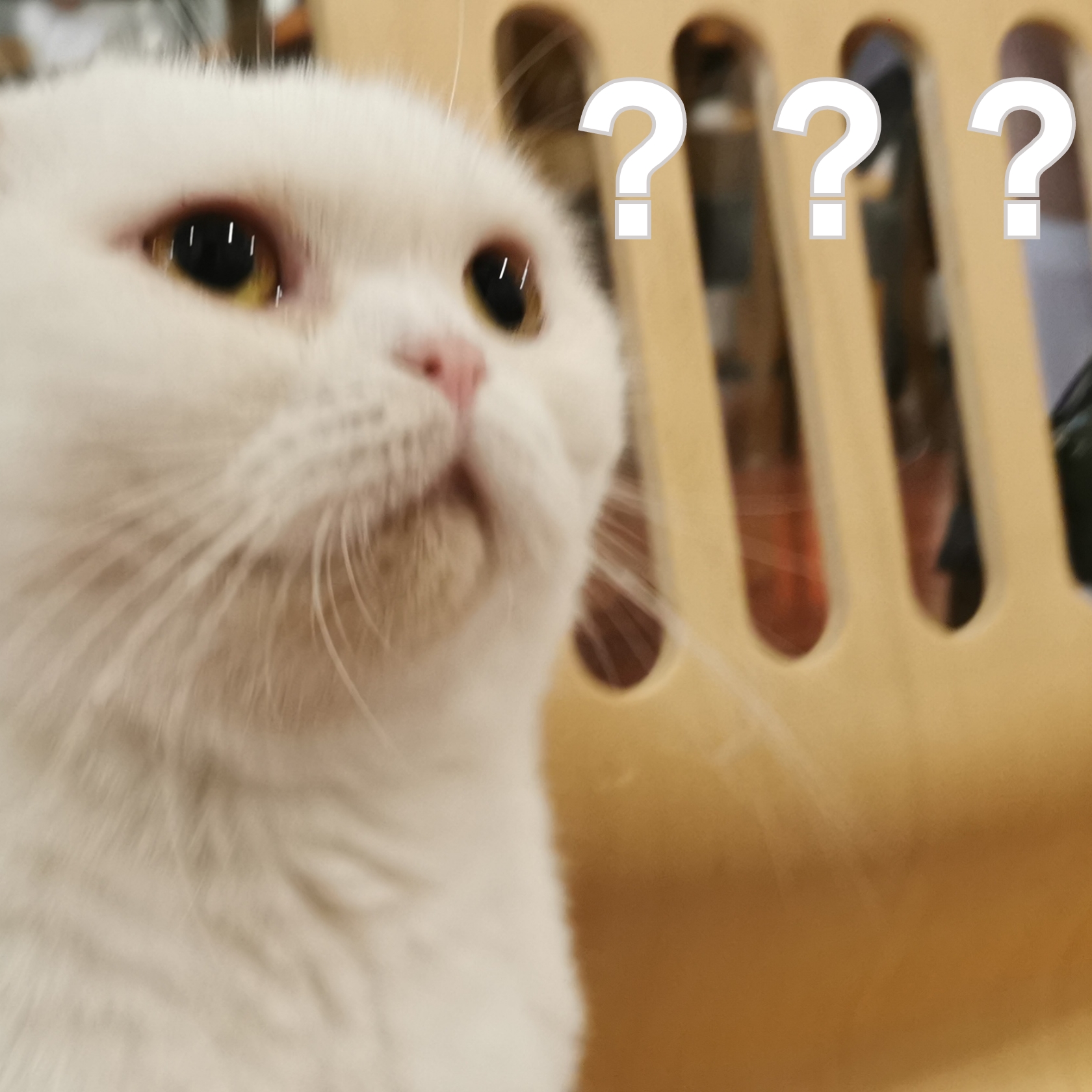 我眼中的茶,茶学专业出来都干嘛了