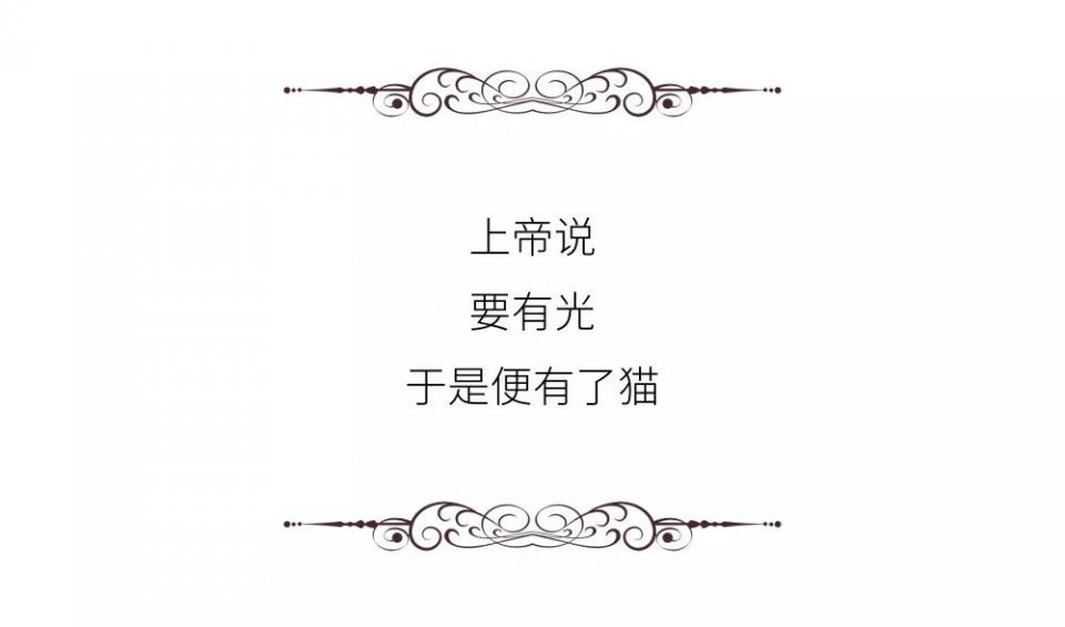 城市里养猫的人非富即贵,有多少人养猫家里有钱了