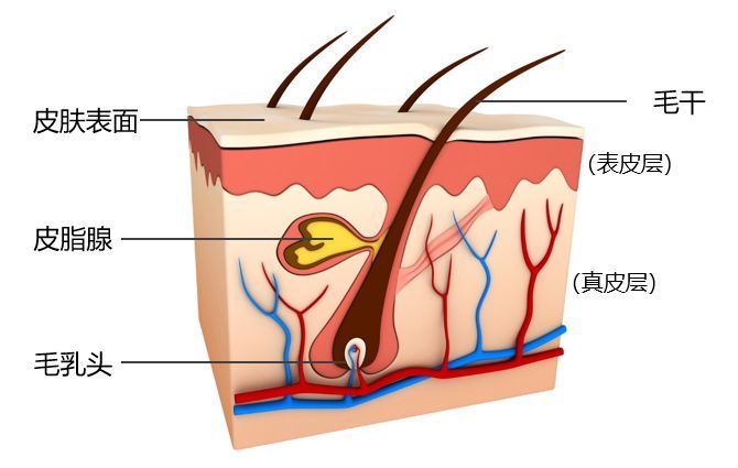 秃顶这件事就过不去了?两项新研究为治疗脱发带来新希望