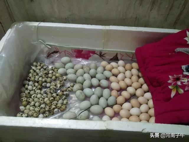 在家里如何孵化小鸡,自己在家怎么简单孵化小鸡