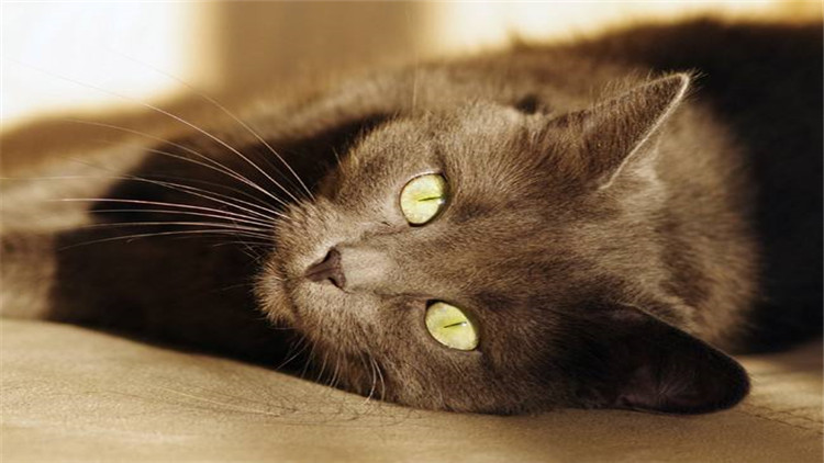 猫把人抓伤了怎么办,被猫抓伤了应该怎么办