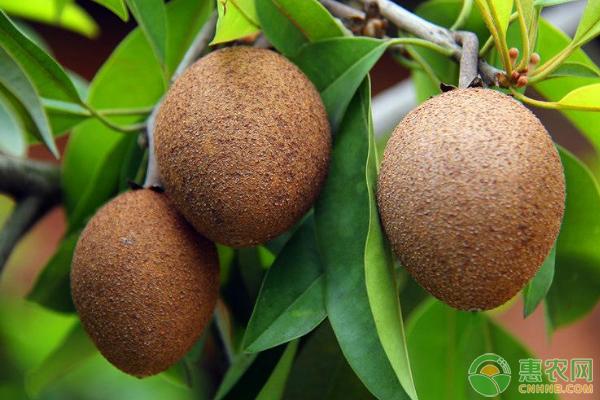 人心果的栽培技术是什么样的,广西人心果现在熟了多少钱一斤