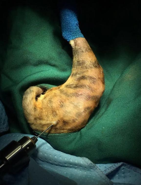 怎么判断小猫咪骨折,小猫咪脊椎受伤最佳恢复方法