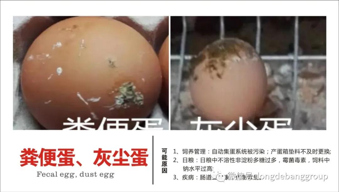 蛋鸡蛋壳质量有问题怎么办？血斑蛋、粪便蛋、斑点蛋咋办？