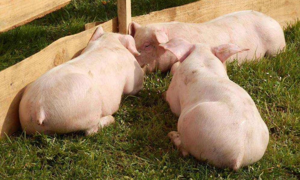 六畜兴旺为什么是指猪呢,猪为什么离不开圈狼能横行天下