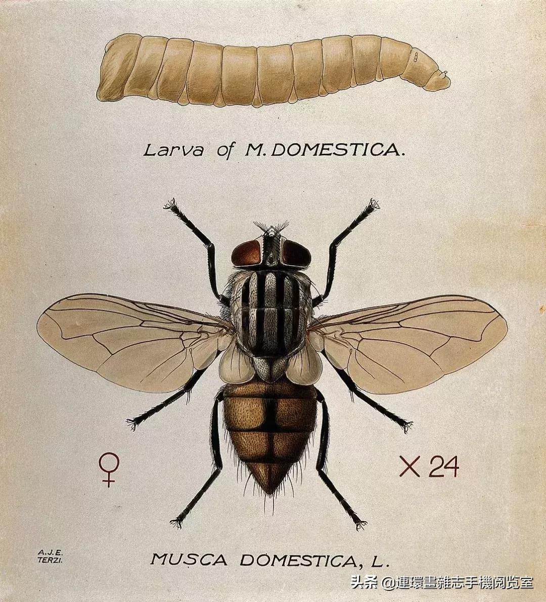 苍蝇对地球也有贡献？
