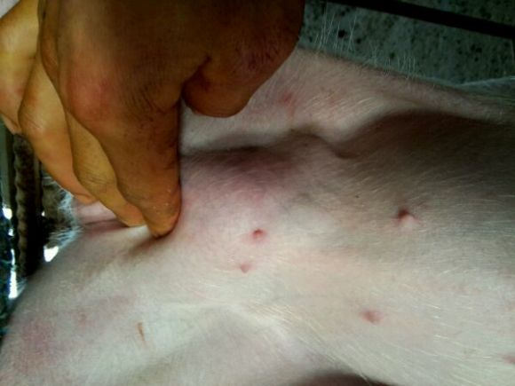 小公猪漏肠技术,小公猪漏肠最简单的处理方法