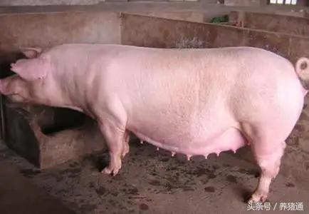 猪的人工授精技术注意的问题,猪的人工授精技术实验报告