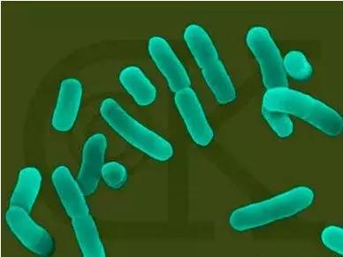 纯进口em菌种原种,台湾em复合菌种