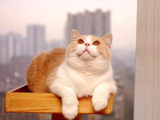 为什么大家都爱养英国短毛猫?这五点好处,看了不选都不行