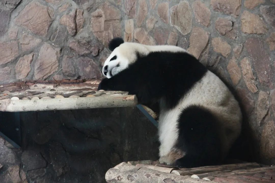 旅美熊猫回国,旅美熊猫回国为什么绕路