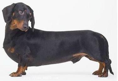 犬体表各部位识别实验报告,犬根据体型大小分类