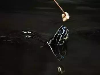 乌龟不吃食怎么办最快最有效,乌龟眼睛肿不进食怎么回事