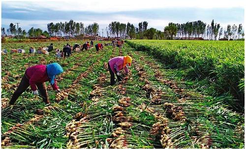 露天地膜栽培生姜出苗注意哪些,6米生姜大棚栽培技术视频教程