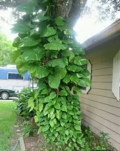 绿萝怎么养才能更旺盛生活小技巧,绿萝冬天怎么养才能更旺盛小妙招