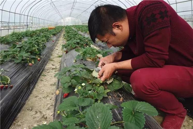 草莓土壤里有虫怎么处理,草莓棚四大病害