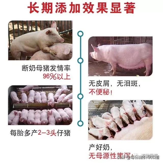 母猪不打针不喂料能好吗,母猪不吃打针流血不止是什么原因