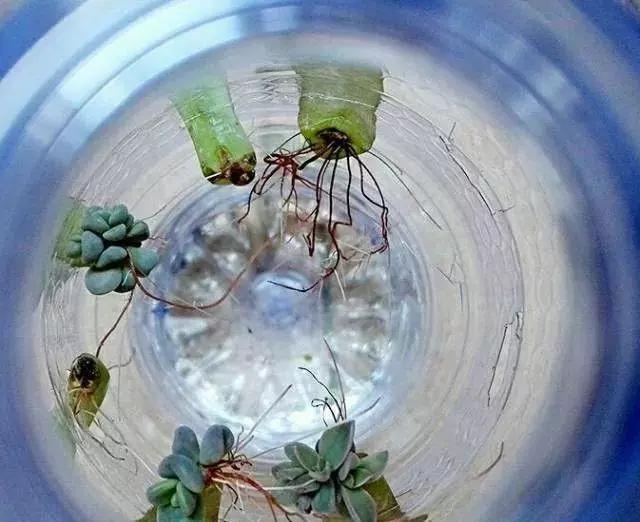 用塑料瓶做养花神器的喷壶怎么做,塑料瓶养花神器