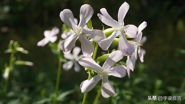 成功者在于坚持放弃者永不成功,关于成功不放弃的励志语录