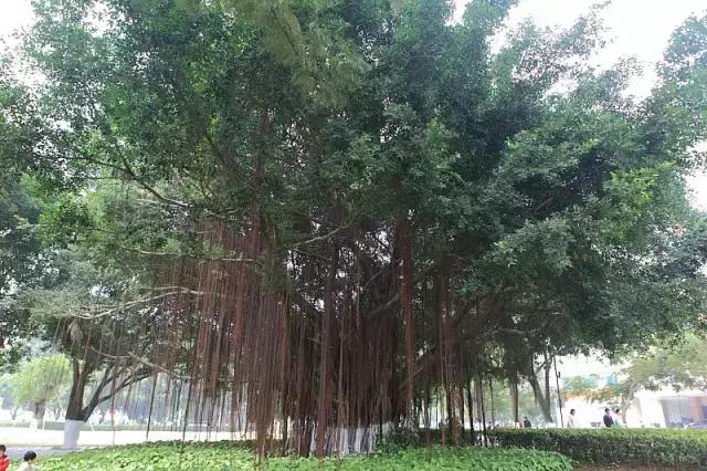 海南常见植物图解视频,海南的树木都有哪些名称