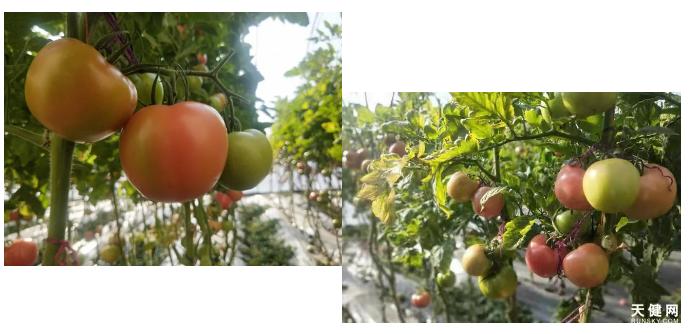 鍗栧埌淇勭綏鏂殑璐ц繕鍙戝悧,瑗跨孩鏌垮嚭鍙d縿缃楁柉