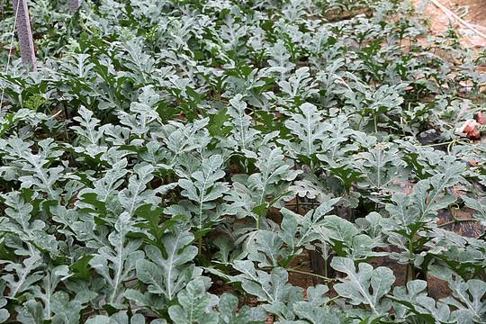 盆栽西瓜化瓜的原因和解决方法,冬季日光温室黄瓜化瓜原因及对策