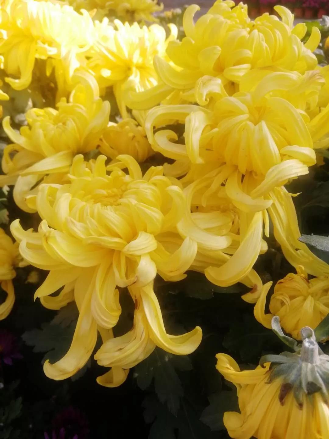 五言律诗赏析技巧,五言诗的格律与押韵以及结构形式