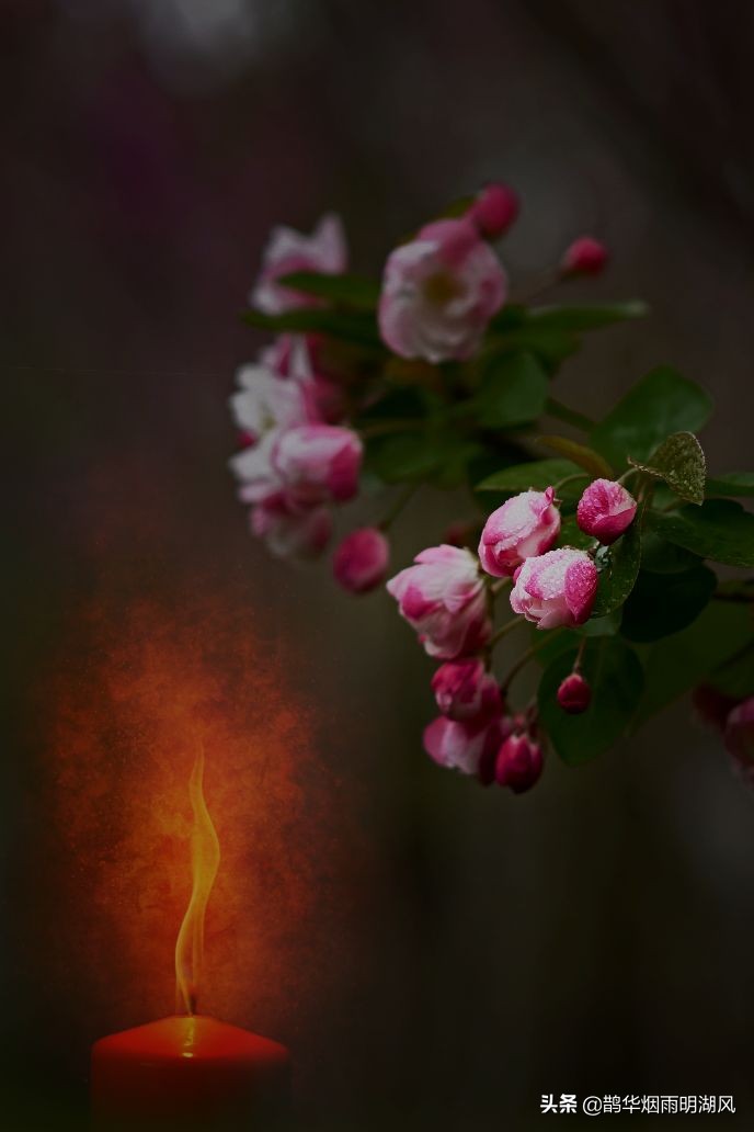 济南五龙潭樱花雨,济南五龙潭晚樱