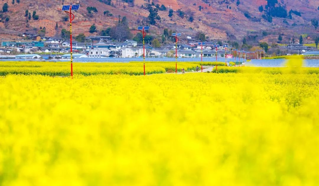 足不出户欣赏美丽的云南风景,攀枝花3月赏花景点