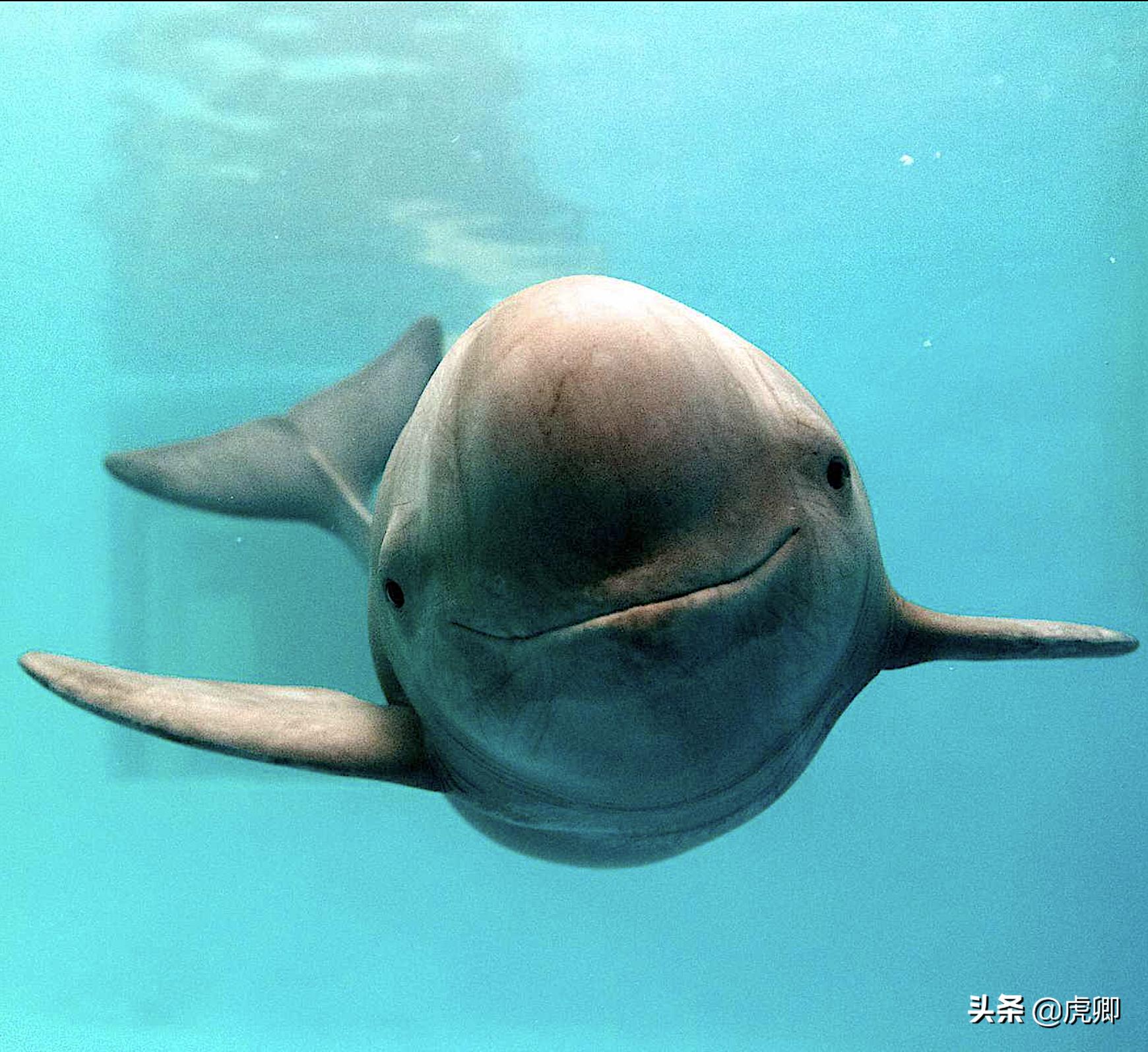 长江江豚死亡最新消息,今年长江江豚灭绝没