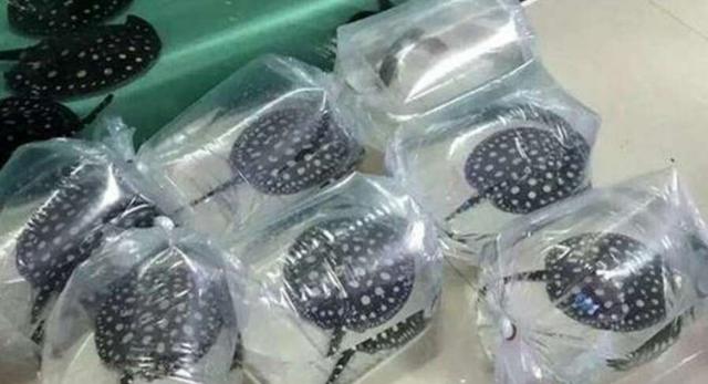 给别人送观赏鱼有什么讲究,邮寄观赏鱼怎么充氧