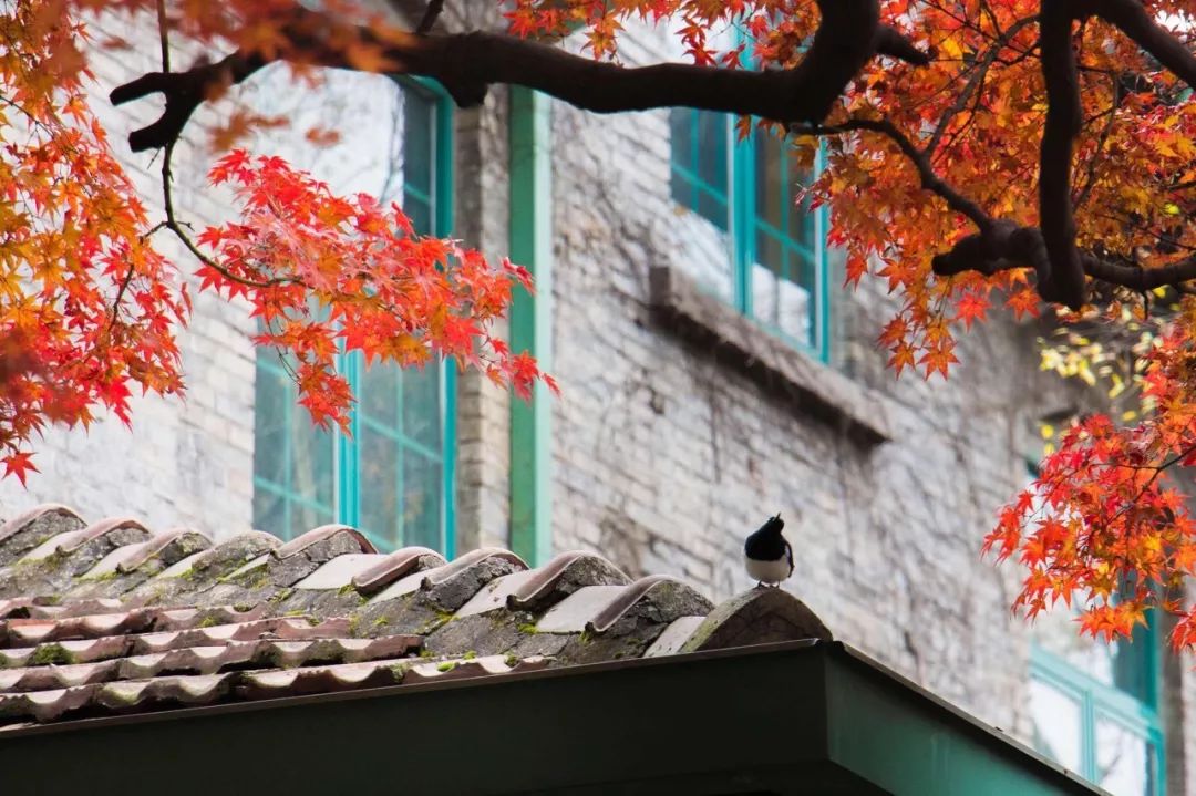 一入秋苏州成姑苏,秋色一入秋苏州就成了姑苏