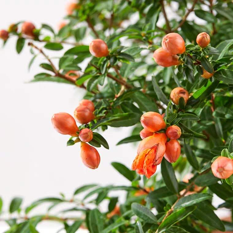 小黑飞、红蜘蛛、*粉白**病,3种“花卉”病虫害,防治有窍门