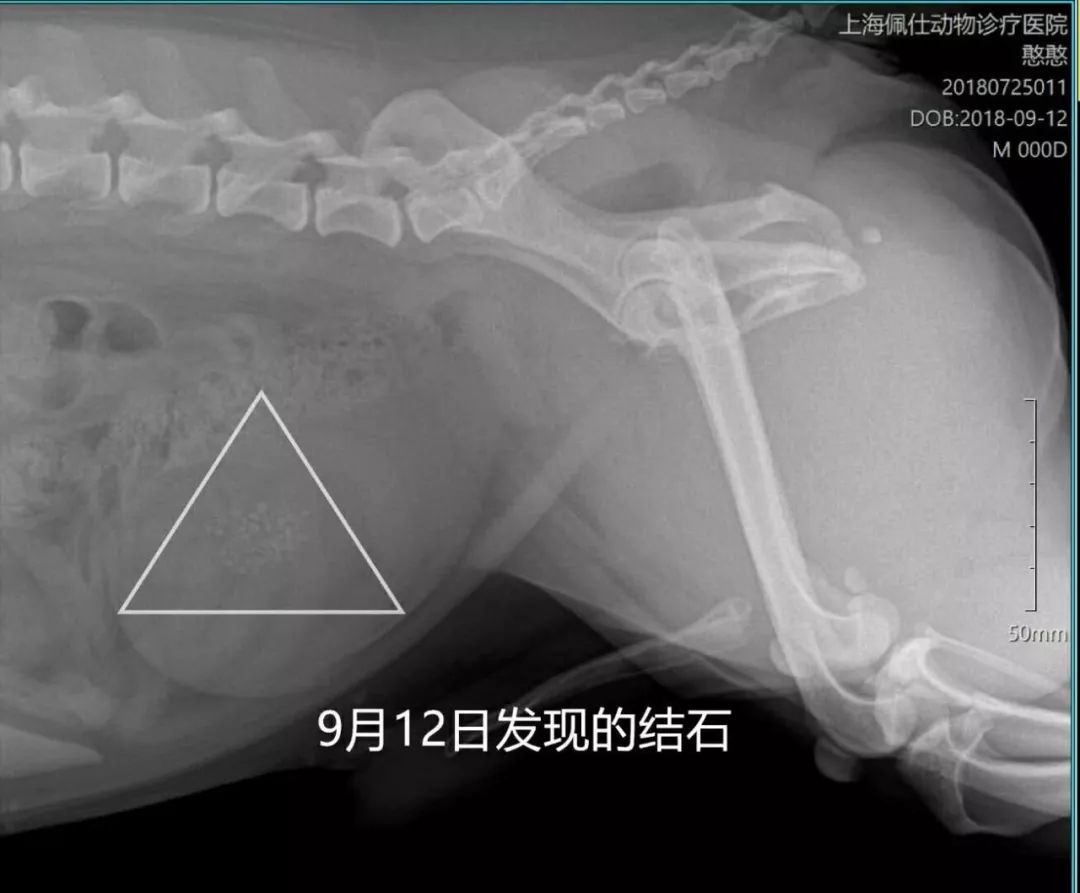猫只喂火腿肠能活吗,猫因为脂肪肝导致完全不能进食