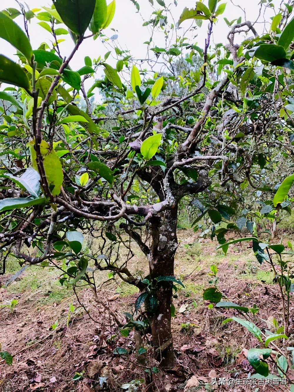 有哪些冷门山头的普洱茶值得收藏,值得推荐的几款普洱茶