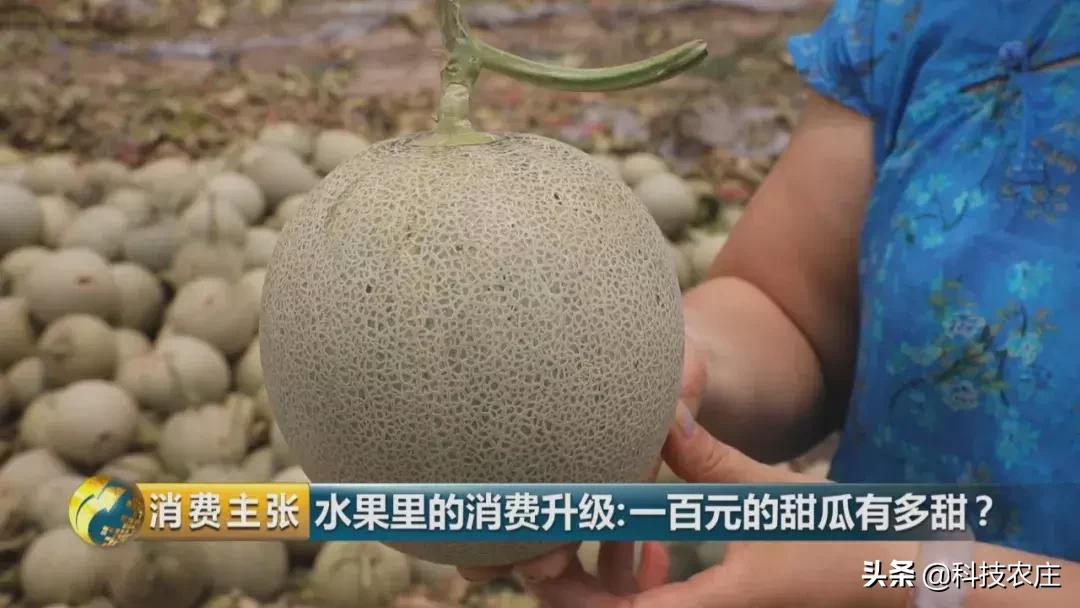 甜瓜最好卖的有哪些品种,菠萝猕猴桃芒果甜瓜什么最贵