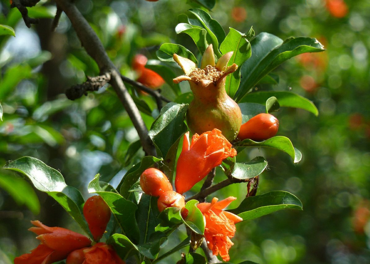 家门口种什么花果树好,家里种的水果树有哪些