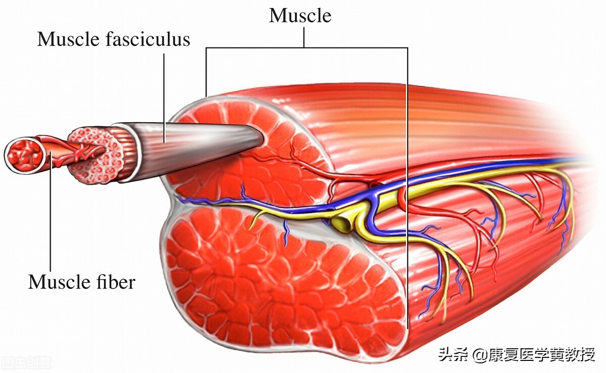 骨折肌肉萎缩最佳恢复方法,骨折后鸡肌萎缩是什么症状