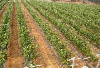 回农村创业项目,大学生回农村创业