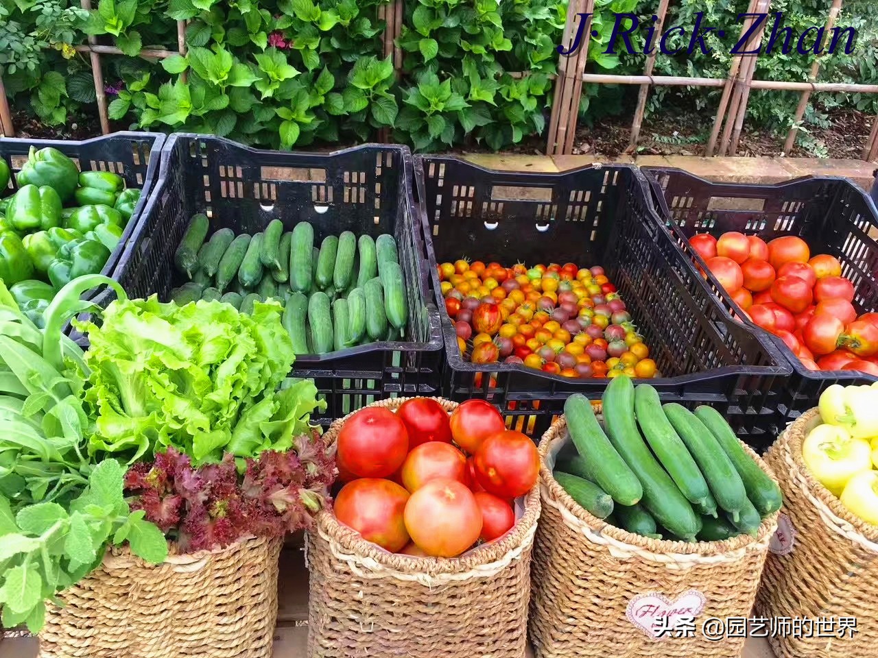 城市蔬菜园景观设计,蔬菜花园造型
