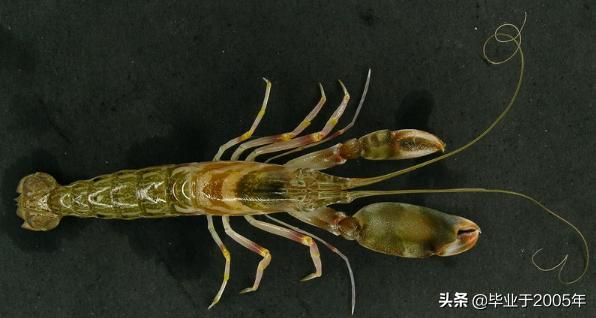 大连什么品种的虾好吃,大连哪里的虾最正宗