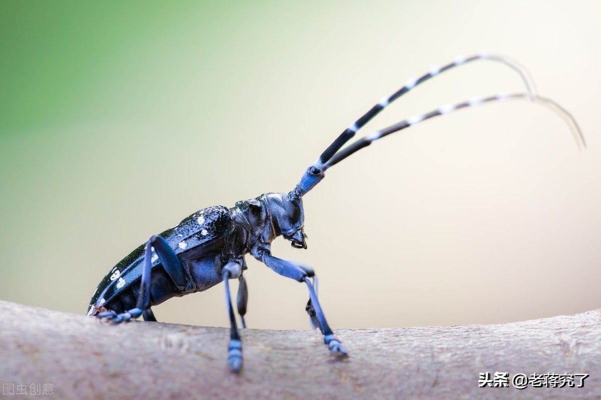 童年里的玩虫记忆2：看过天牛“钓鱼”比赛吗？