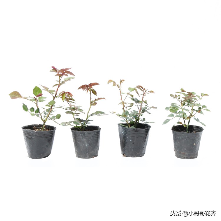 养花高手必须知道五个花肥,养花不必买肥料记住这几招