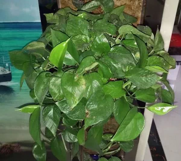 绿萝怎么养才能更旺盛生活小技巧,绿萝冬天怎么养才能更旺盛小妙招