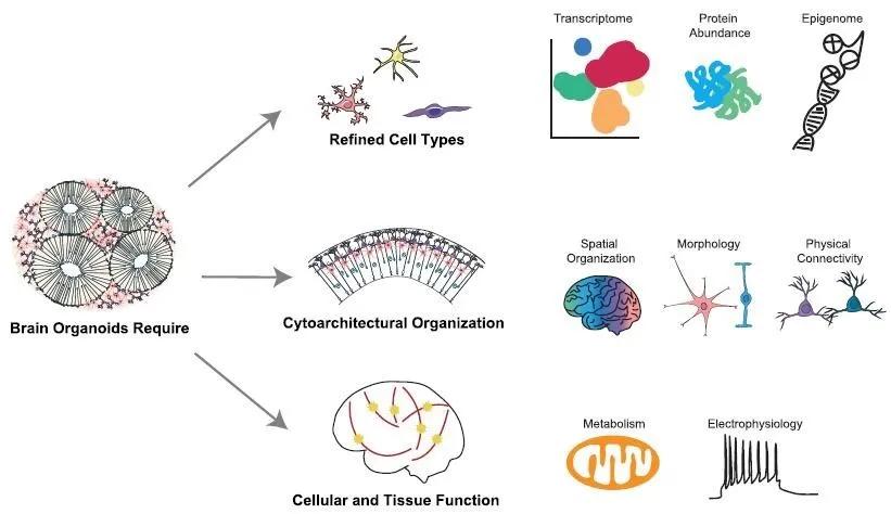 粪便移植治疗抑郁,脑科学日报关于记忆