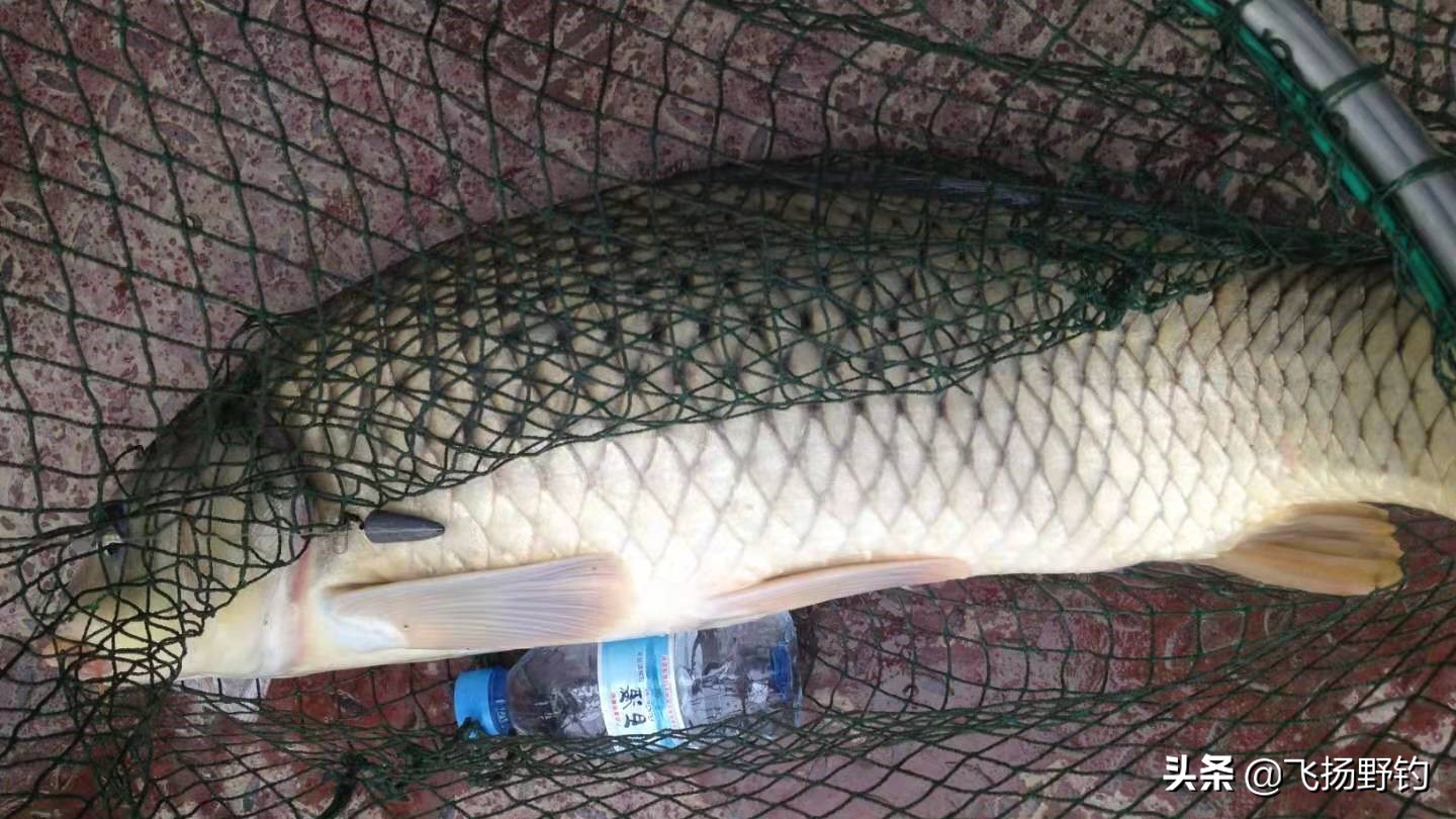 海竿野钓翻板钩,海竿钓鲢鳙用海怪好还是翻板钩好